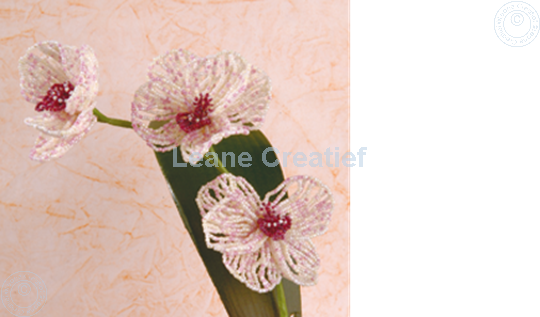Afbeelding van LeCreaDesign® Bladgroen pakket "phalaenopsis"